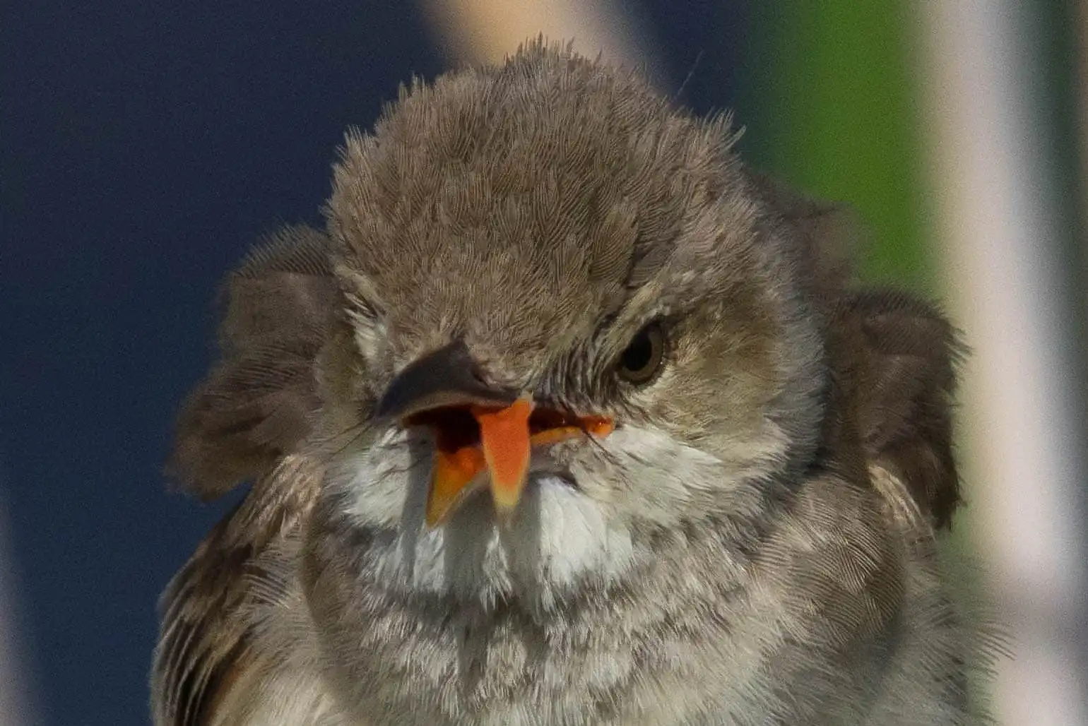 野鳥画像・オオヨシキリの口の中、高解像ドアップ等倍写真