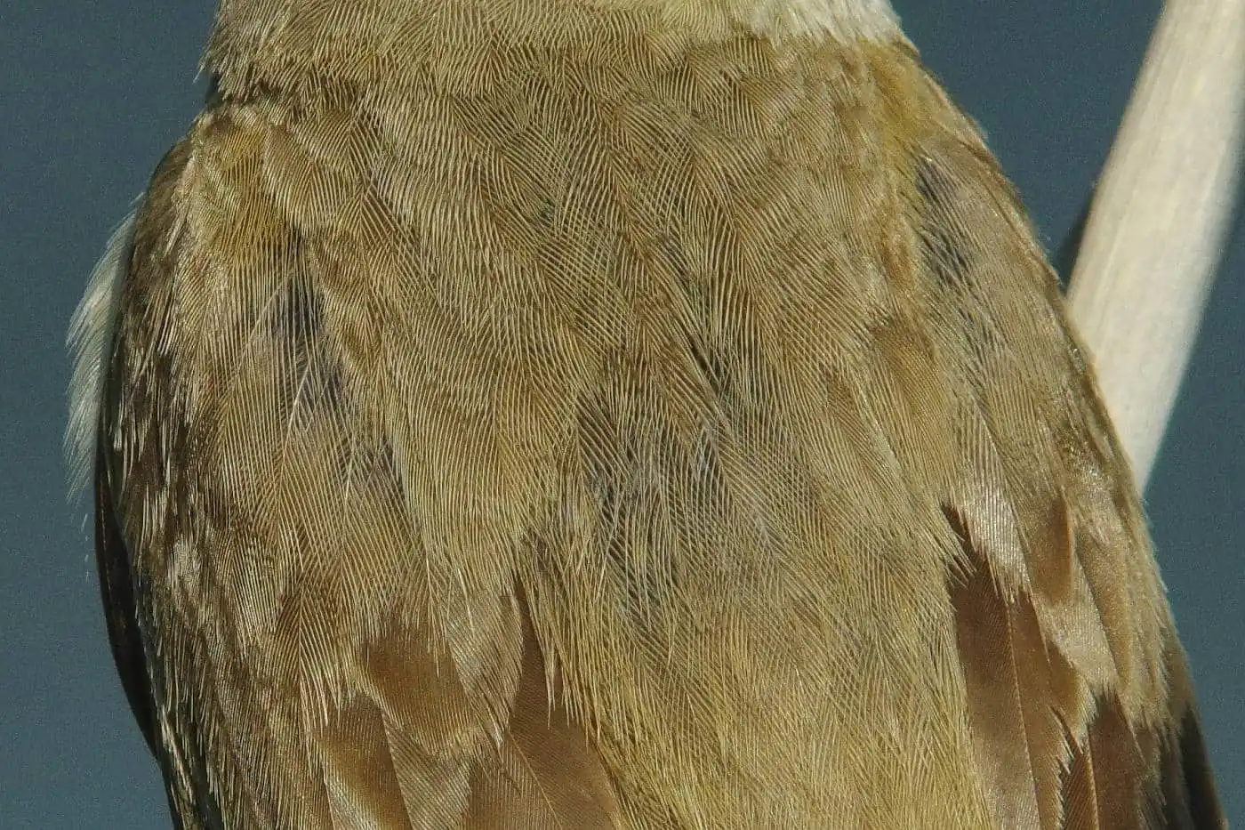 野鳥画像・オオヨシキリの高解像ドアップ等倍写真