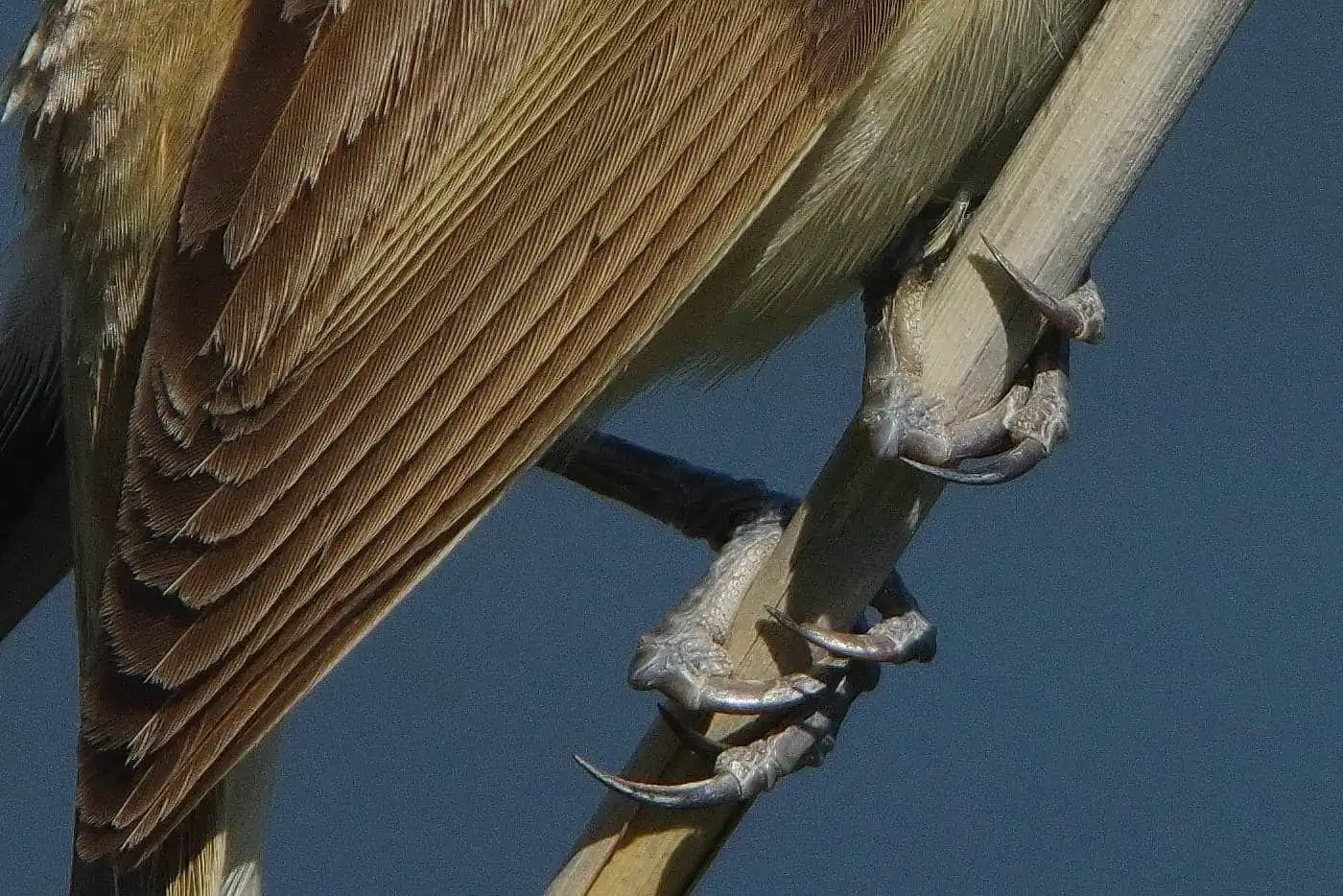 野鳥画像・オオヨシキリの高解像ドアップ等倍写真