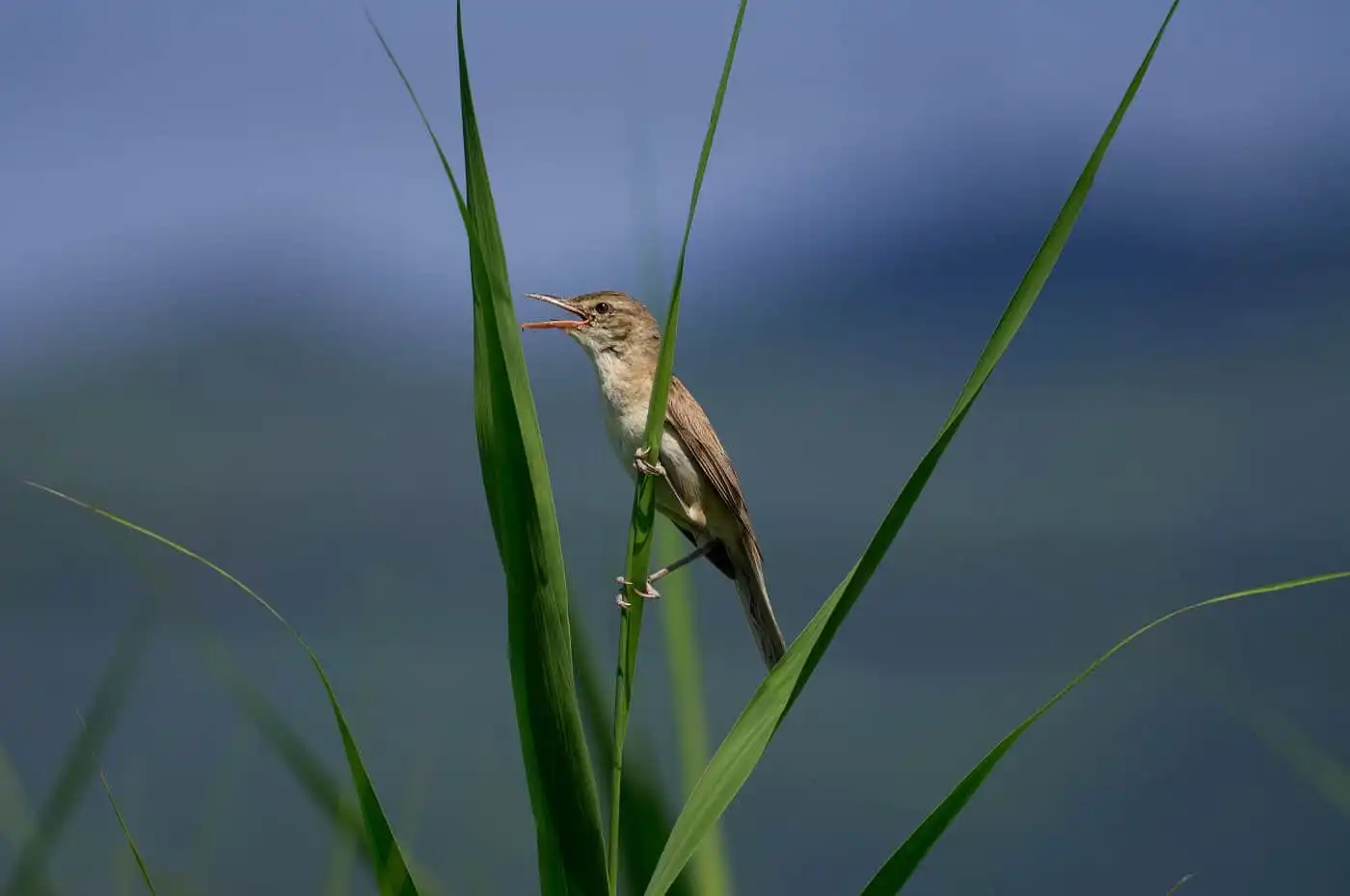 野鳥画像・青く茂った葦にオオヨシキリの写真