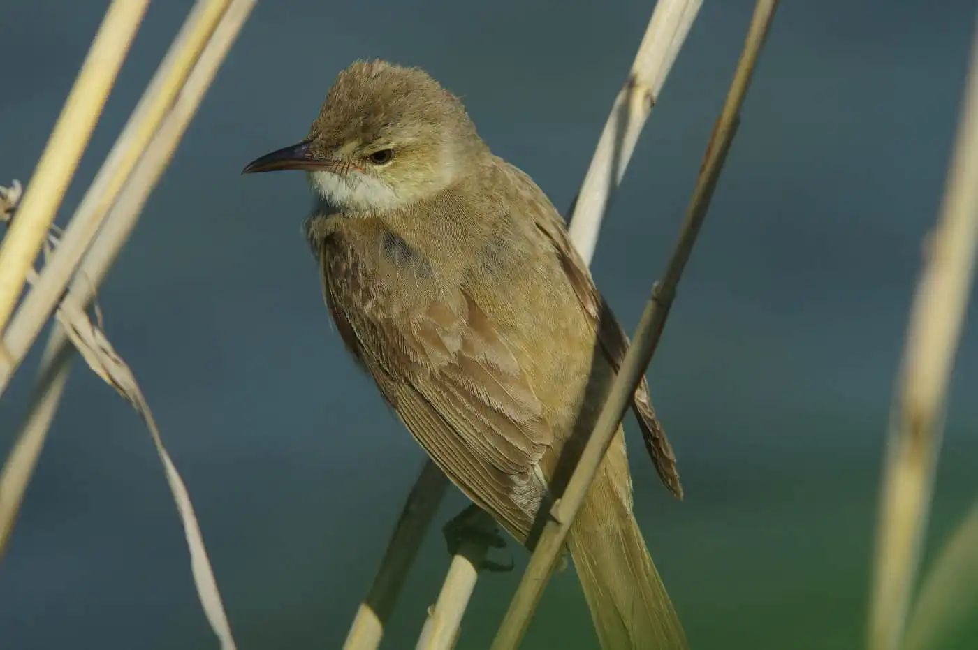 野鳥画像・湖岸の葦に止まるオオヨシキリの写真