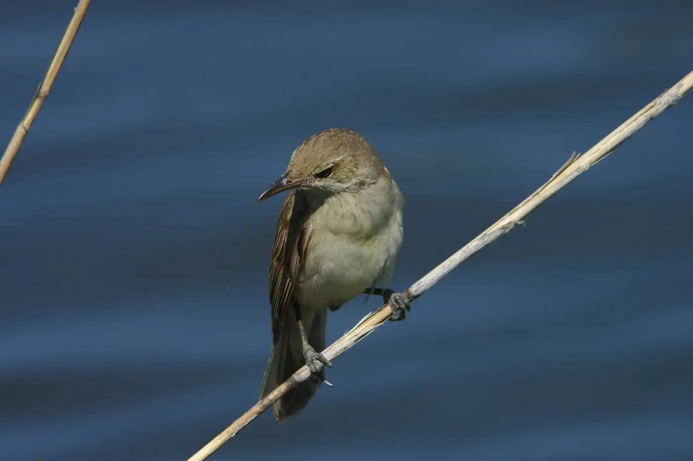 野鳥画像・湖岸の葦に止まるオオヨシキリの写真