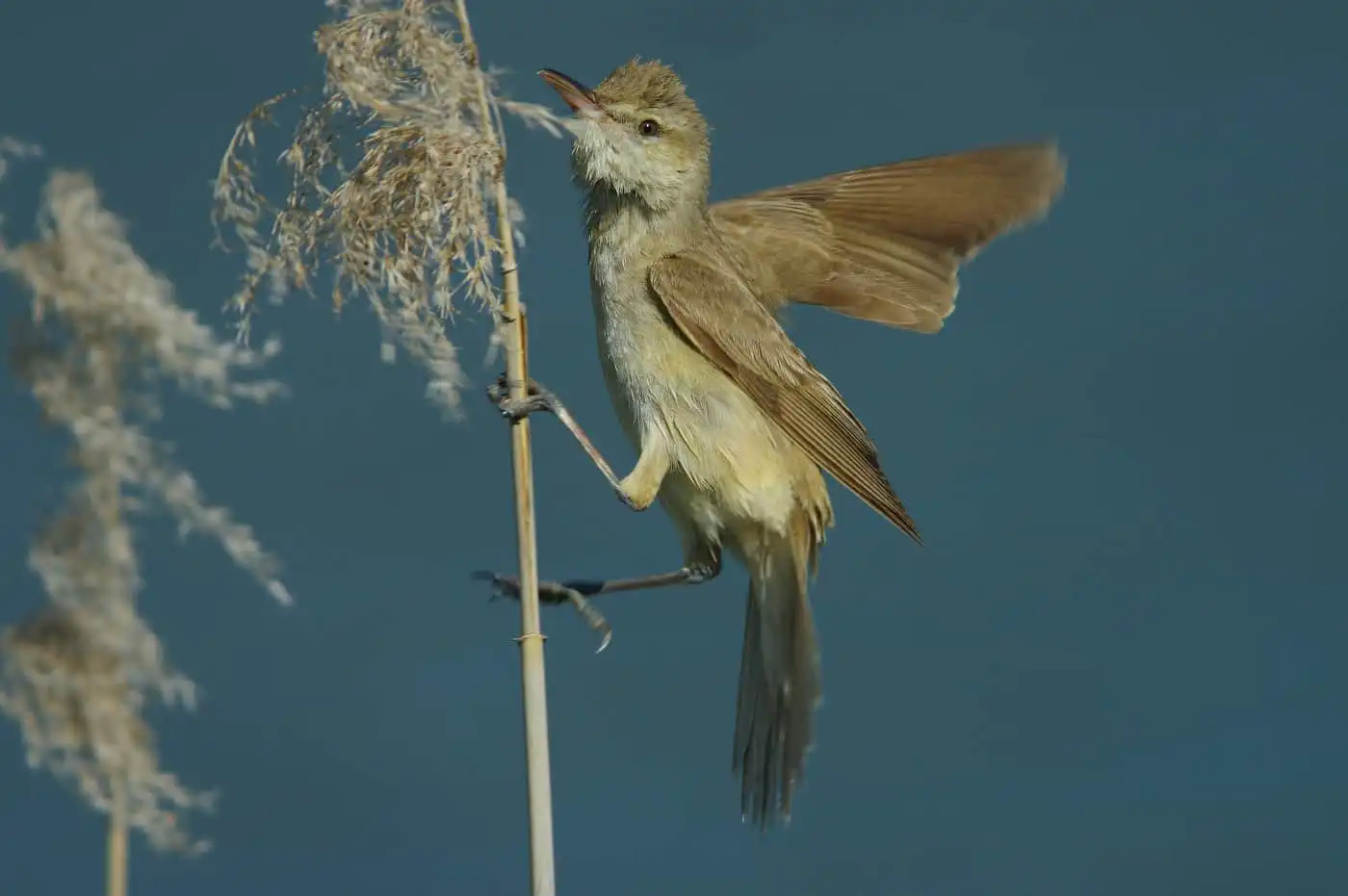 野鳥画像・湖岸の葦に止まるオオヨシキリの写真