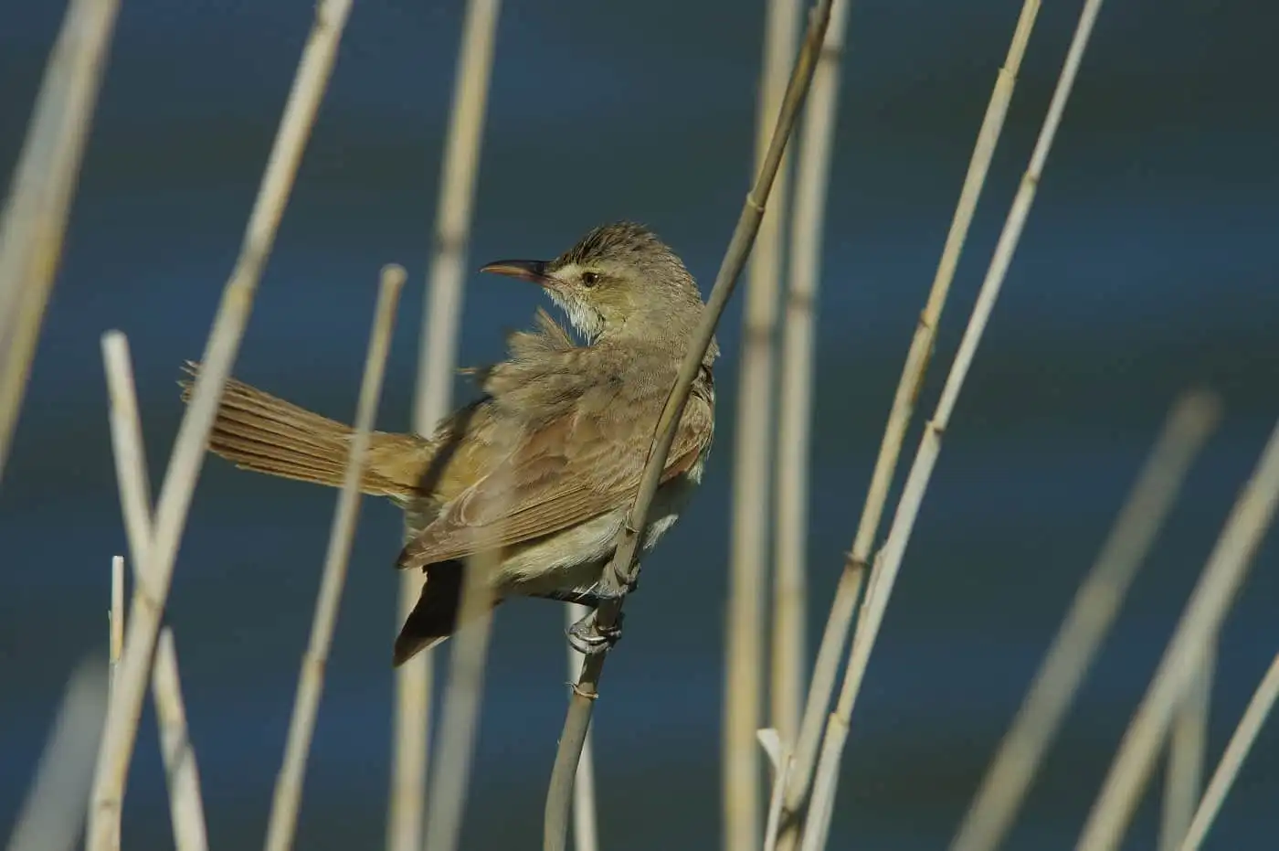 野鳥画像・湖岸の葦に止まるオオヨシキリの写真