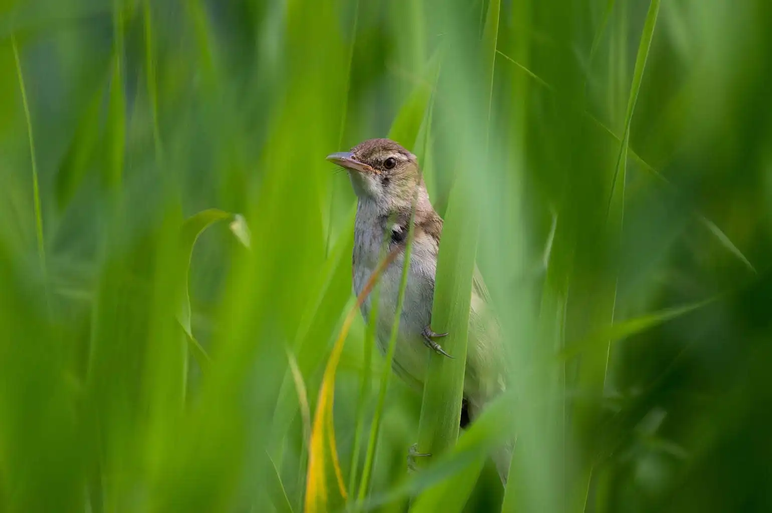 野鳥画像・青く茂った葦に止まるオオヨシキリの写真