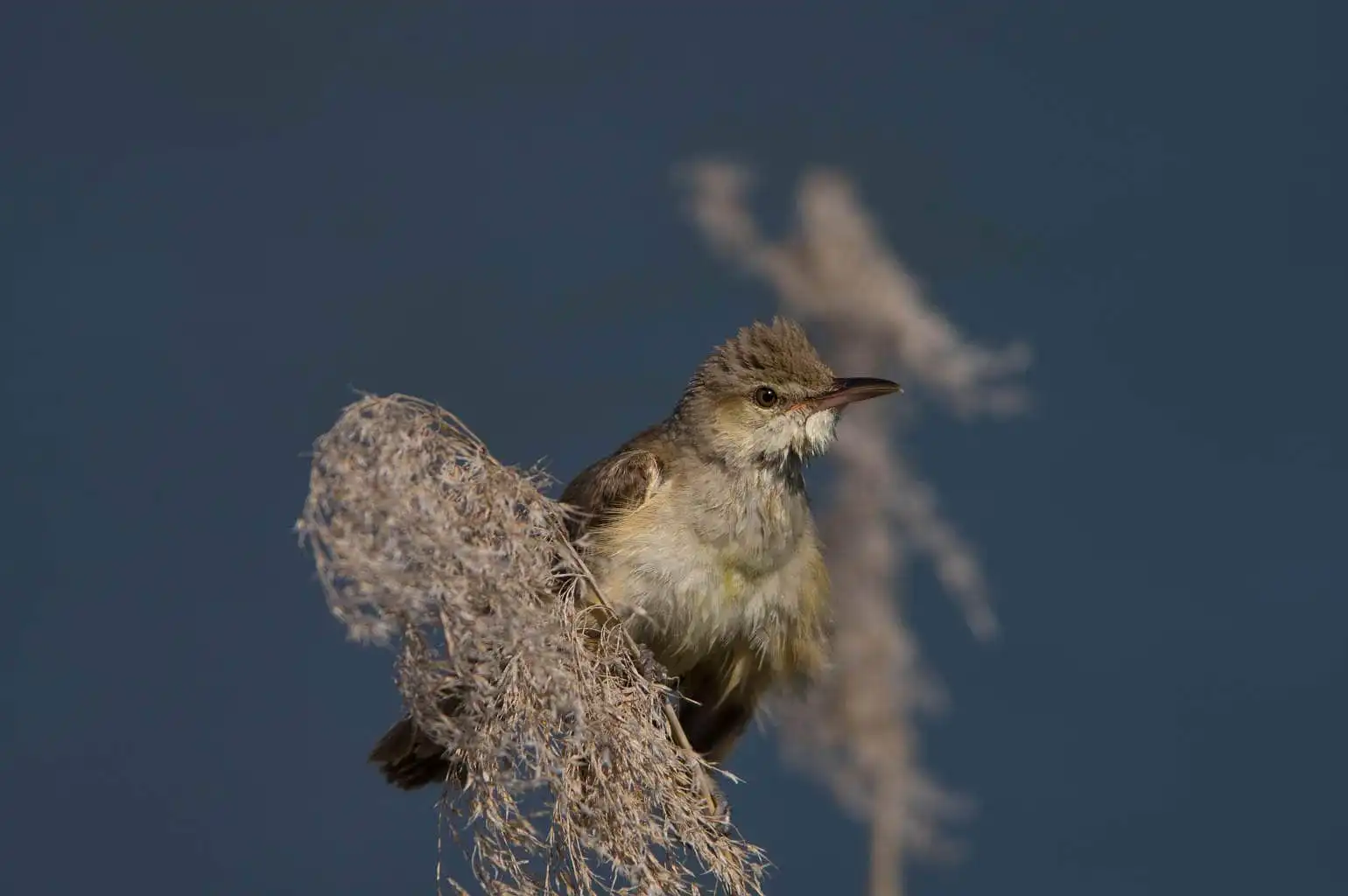 野鳥画像・葦に止まるオオヨシキリの写真