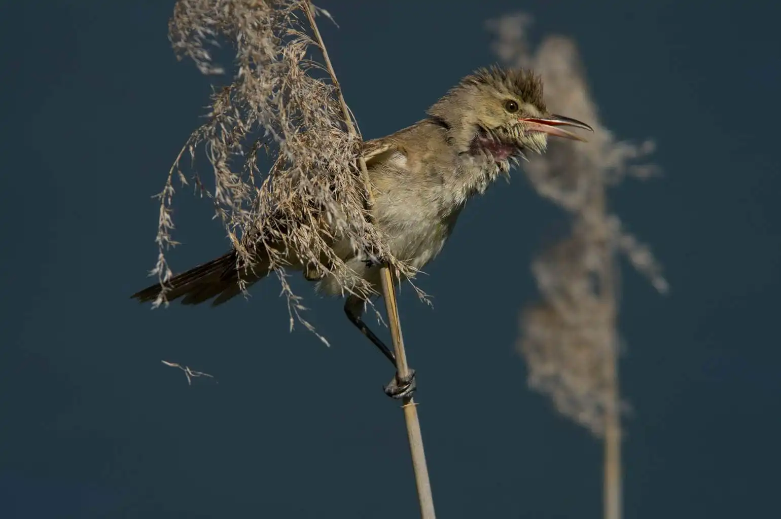 野鳥画像・葦に止まるオオヨシキリの写真