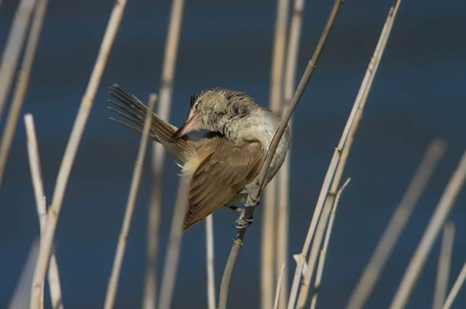野鳥画像・葦に止まるオオヨシキリの写真