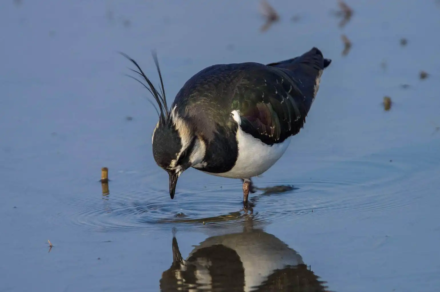 野鳥写真・タゲリの写真