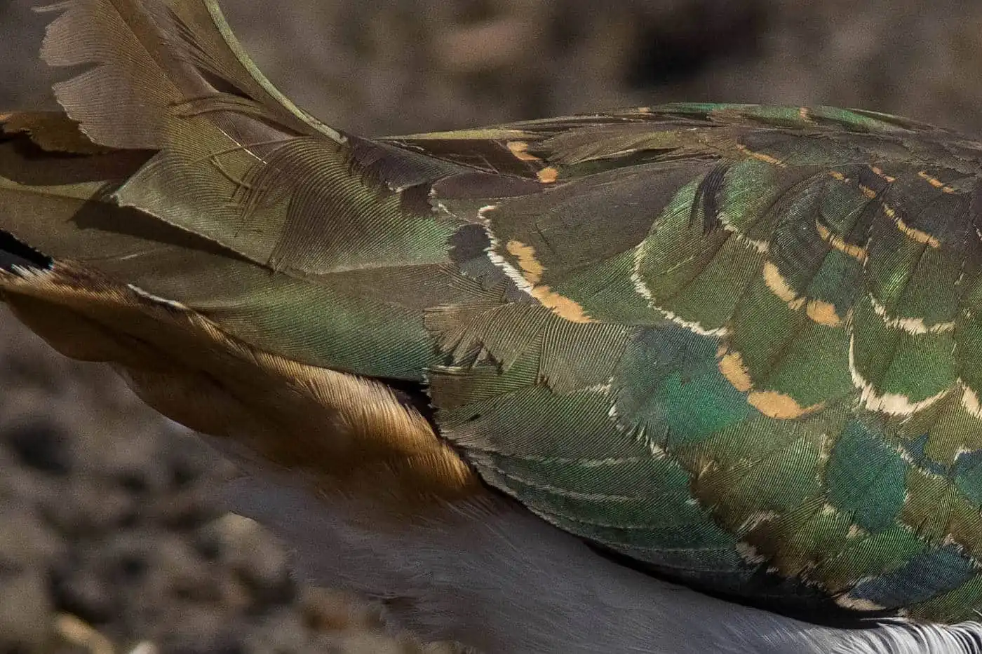 野鳥写真・タゲリの写真