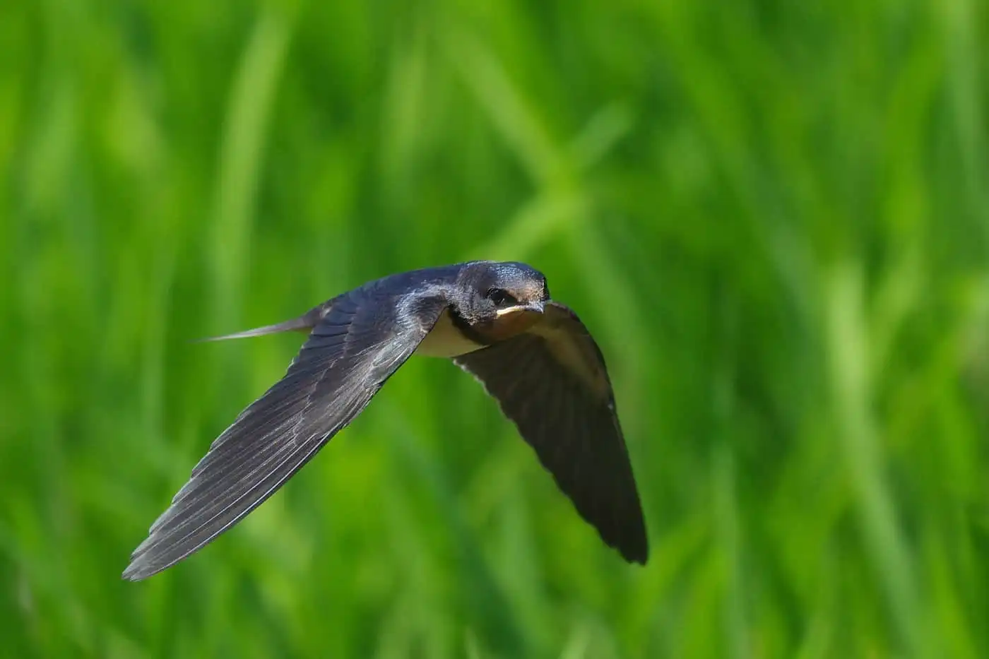 野鳥写真・ツバメの写真