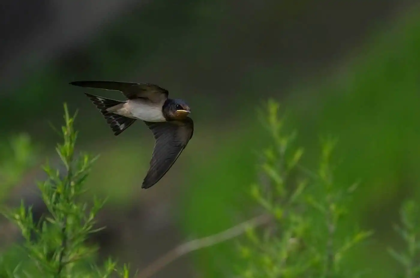 野鳥写真・ツバメの写真