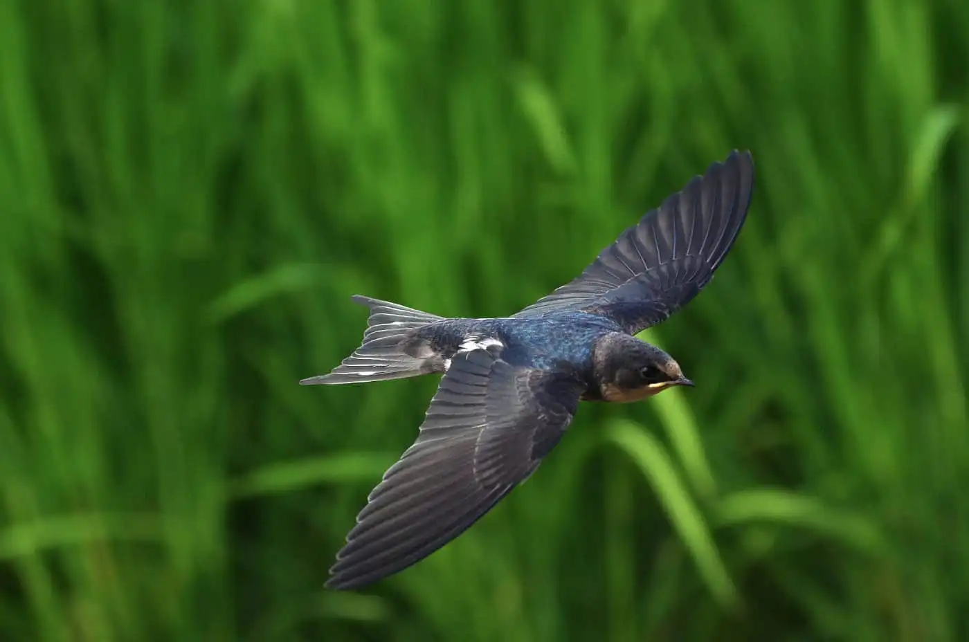 野鳥写真・ツバメの写真