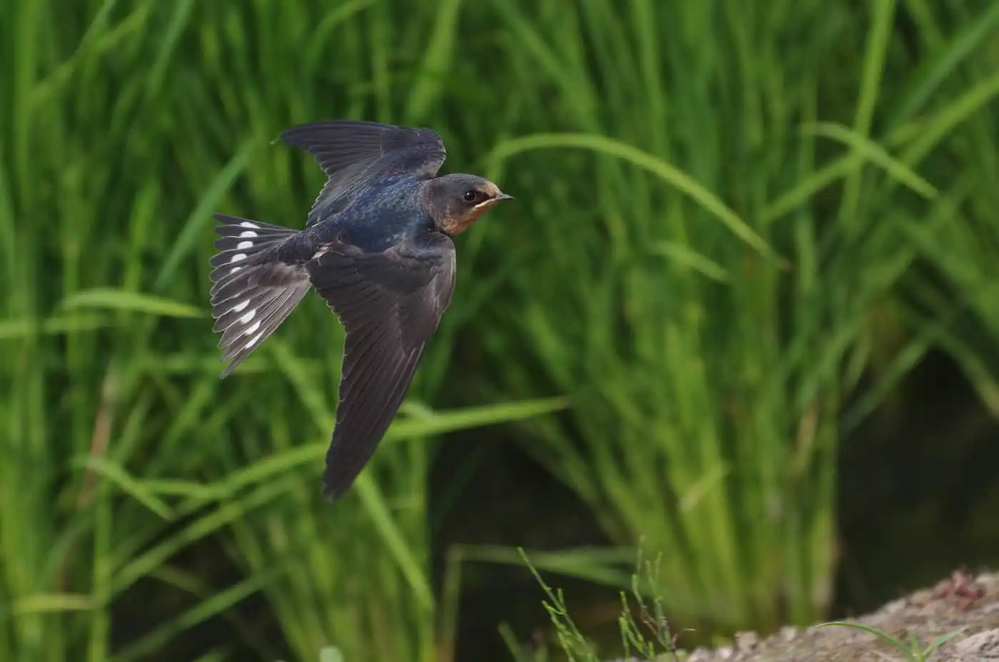野鳥写真・ツバメの写真