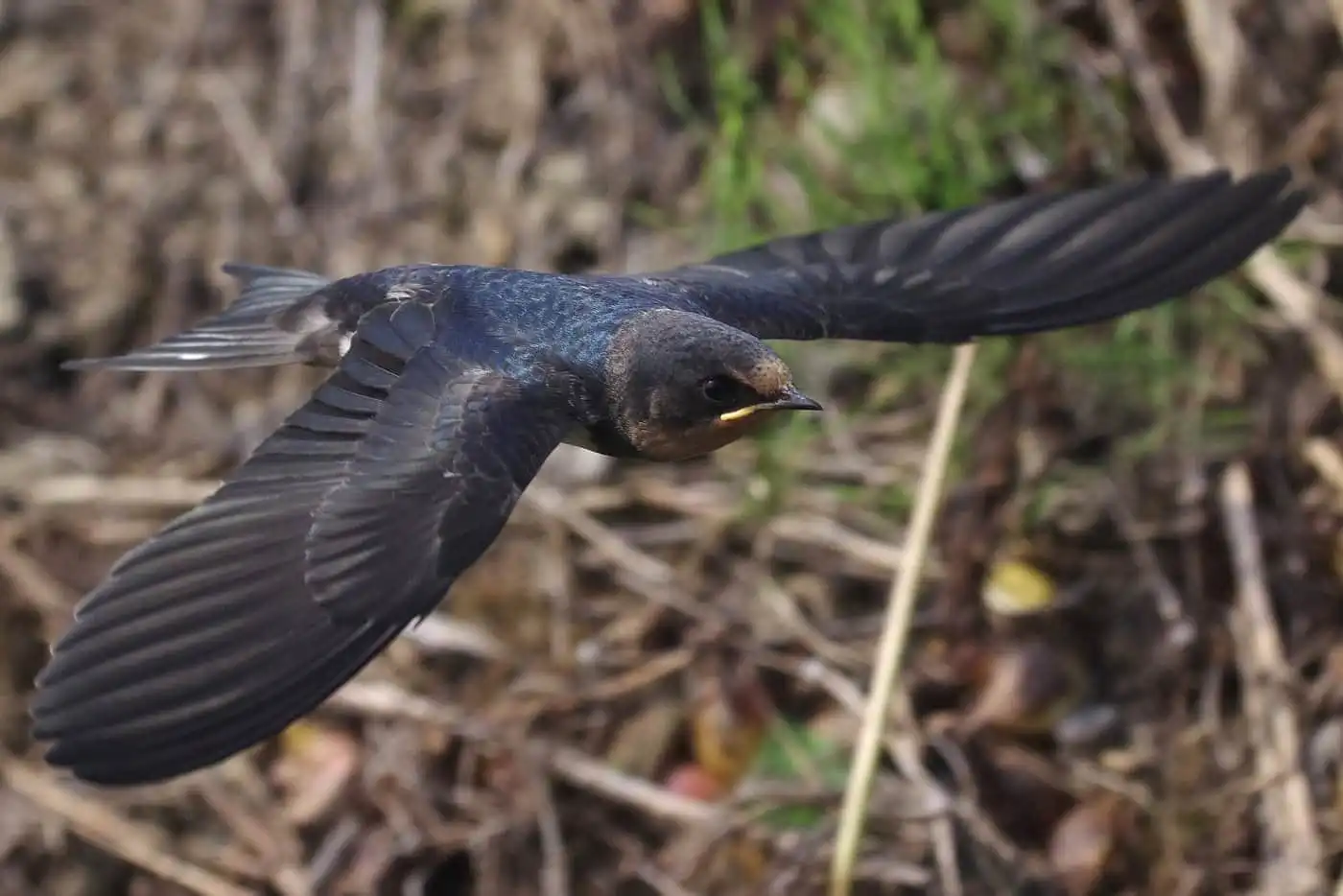 野鳥写真・ツバメの写真
