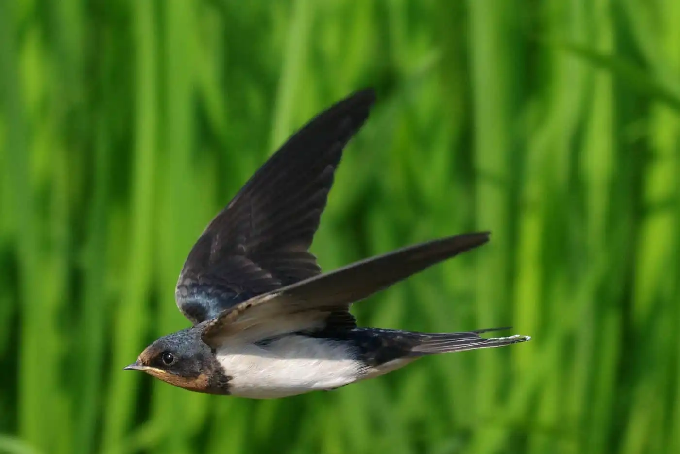 野鳥写真・ツバメの写真