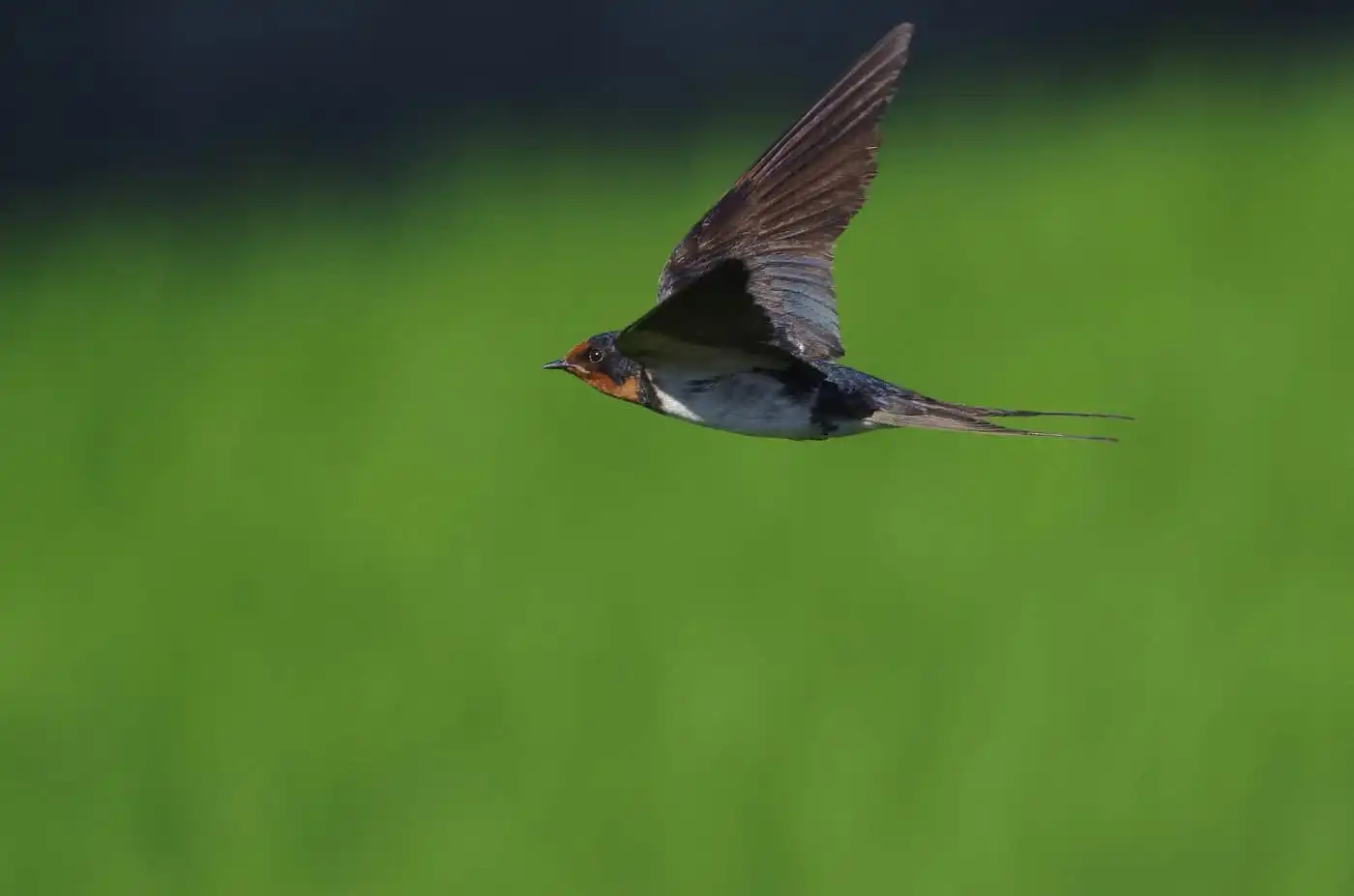 野鳥写真・ツバメの写真