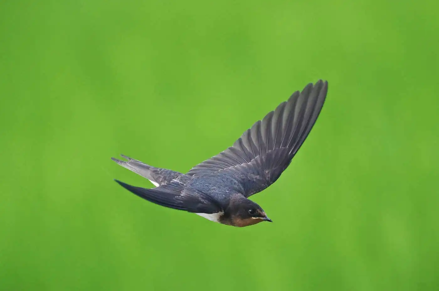 野鳥写真・ツバメの写真