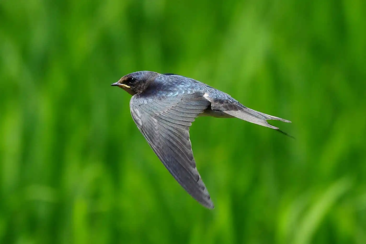 野鳥写真・ツバメの写真