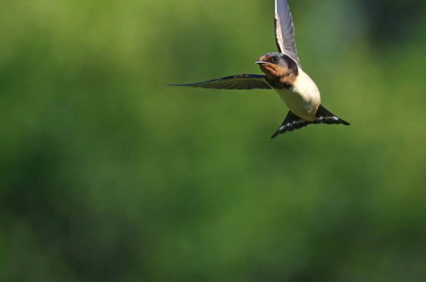 野鳥写真・ツバメの写真