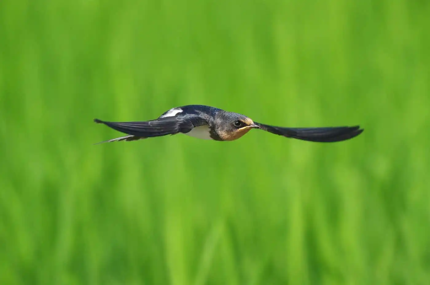 野鳥写真・ツバメの写真