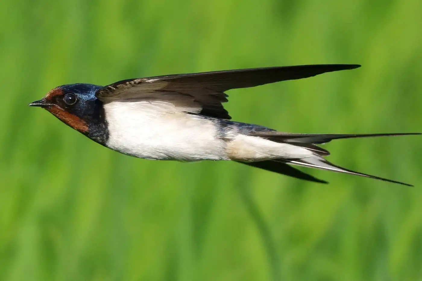 野鳥写真・ツバメの写真