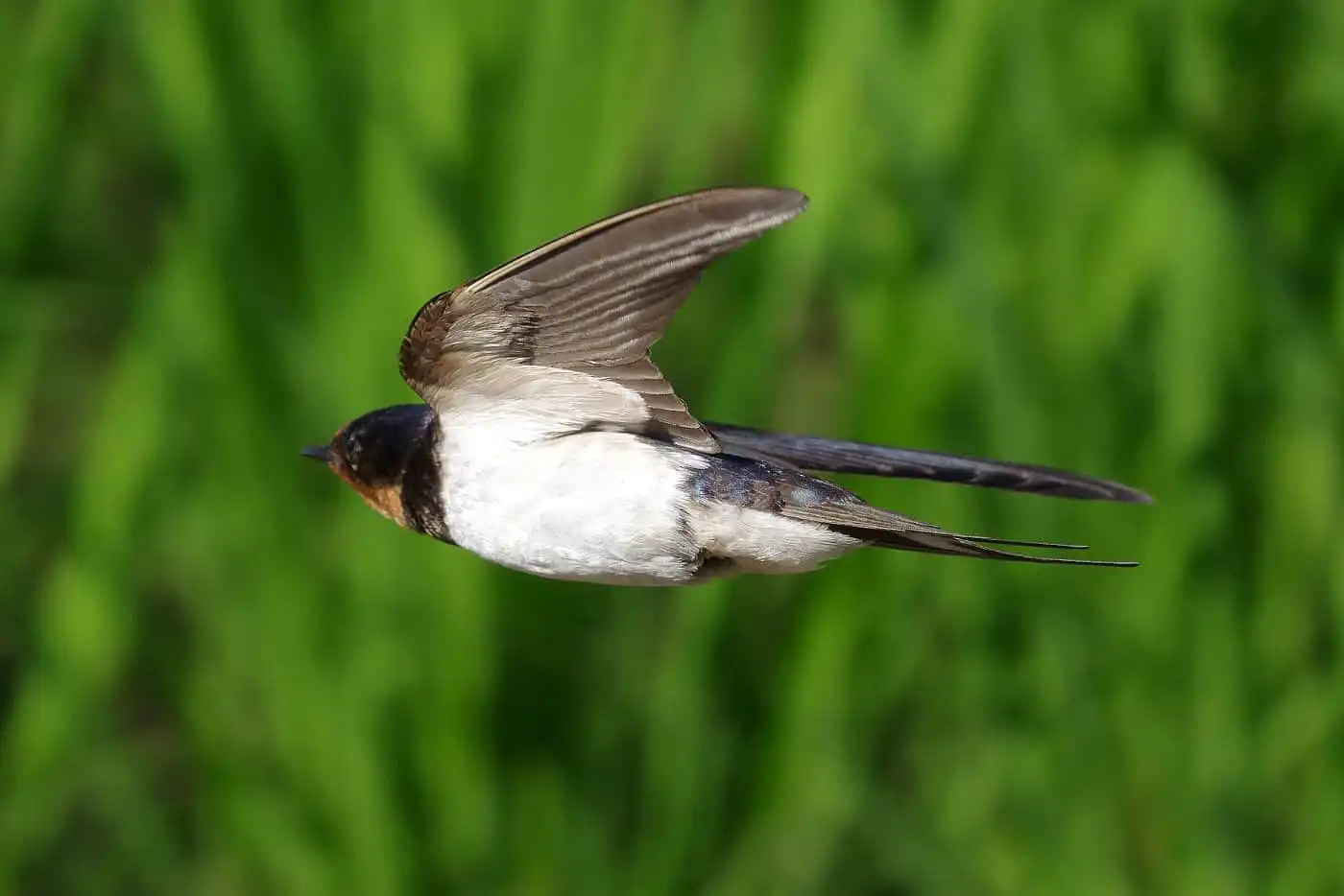 野鳥写真・ツバメの写真