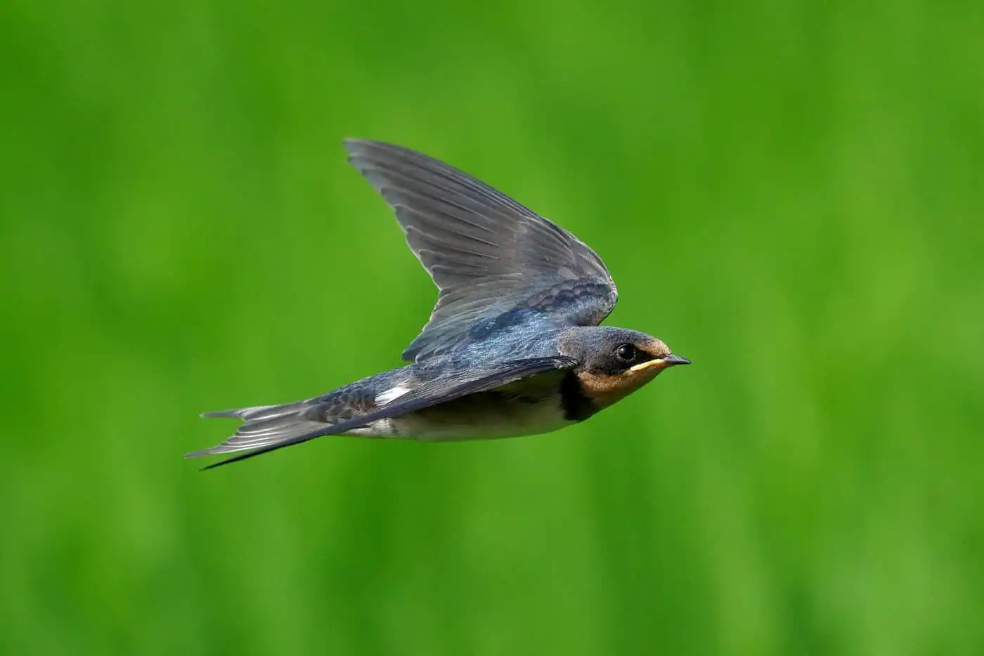 野鳥写真・ツバメの写真