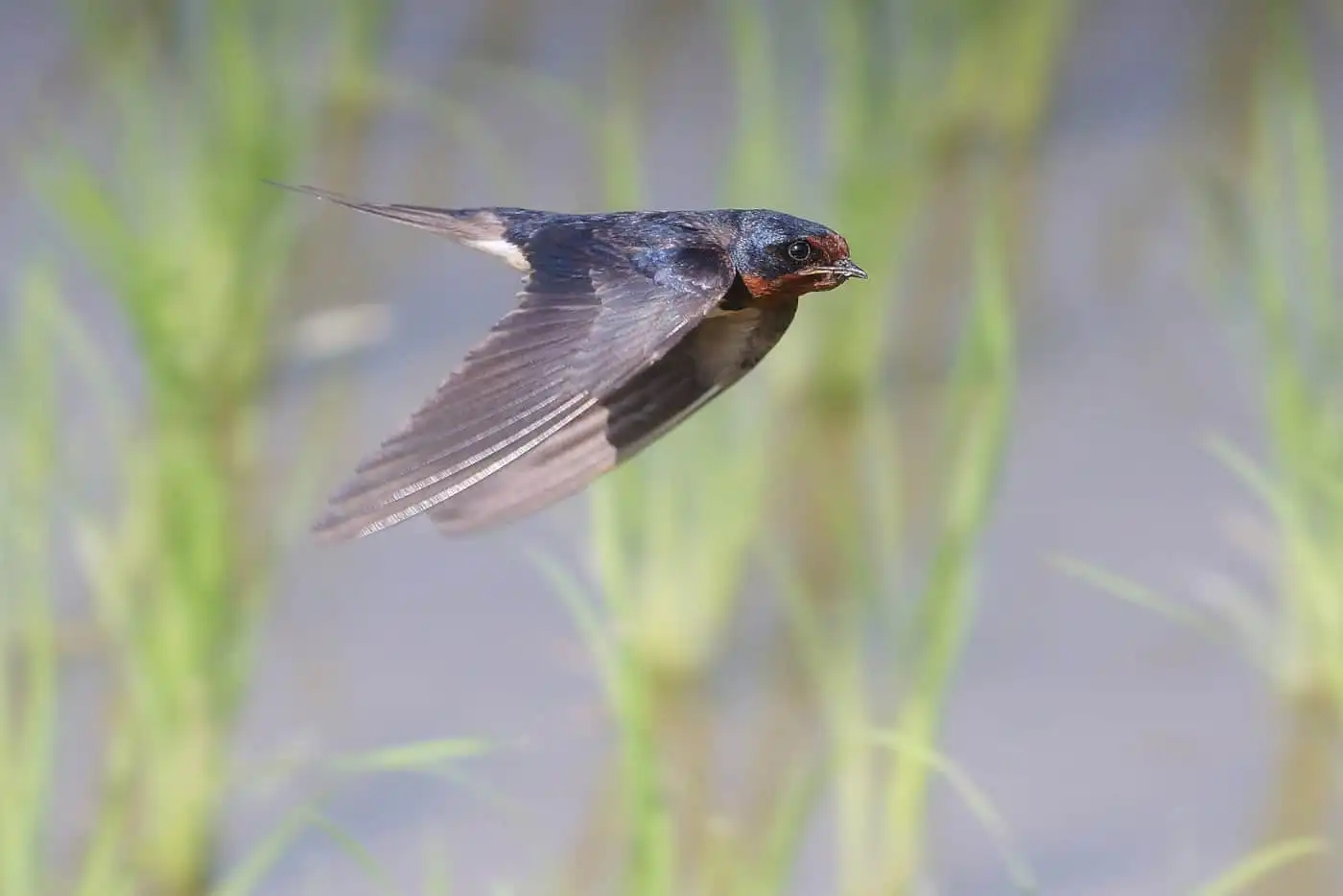 野鳥写真・ツバメの写真
