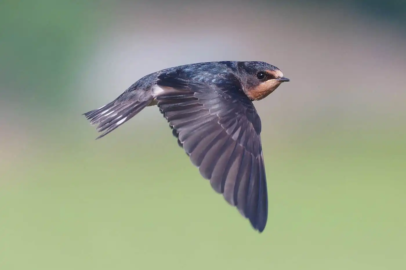 野鳥写真・ツバメの写真