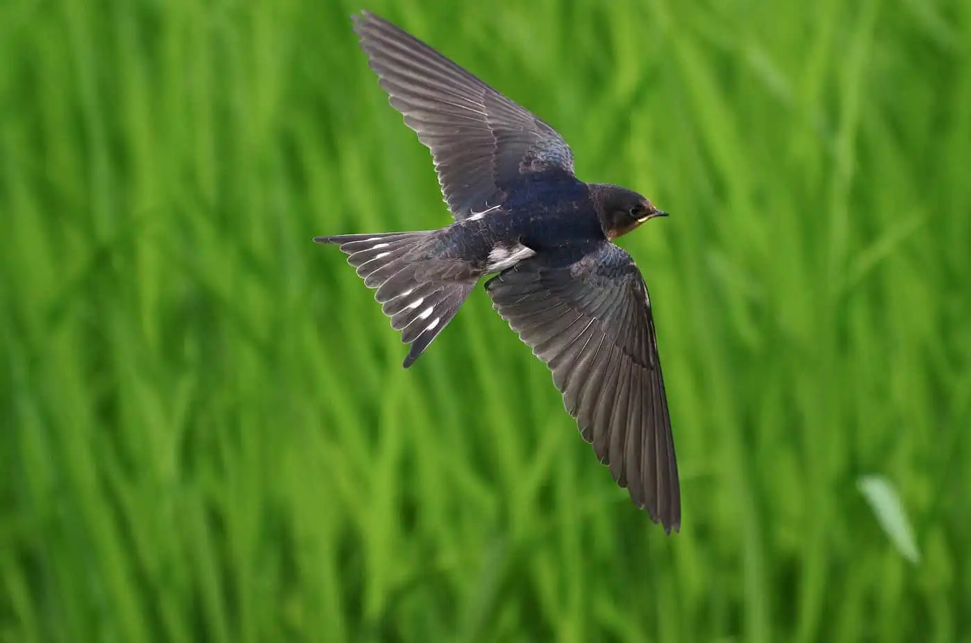 野鳥写真・ツバメの写真