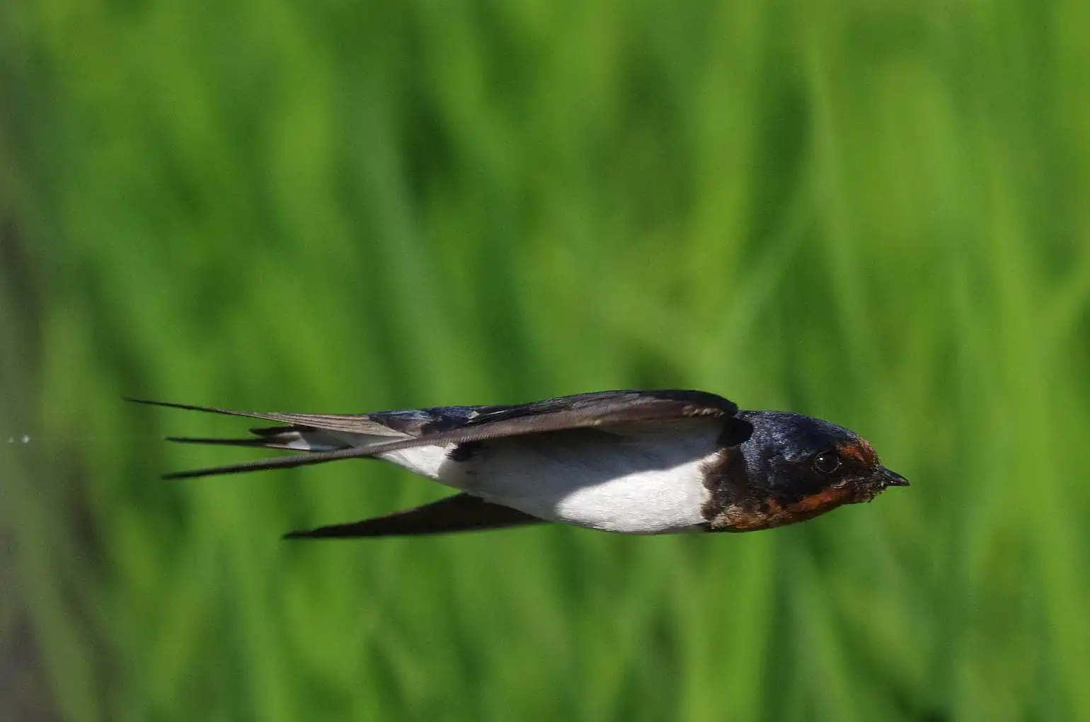 野鳥・ツバメの写真画像