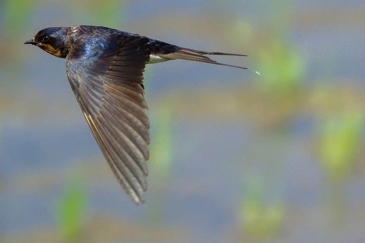 野鳥・ツバメの写真画像