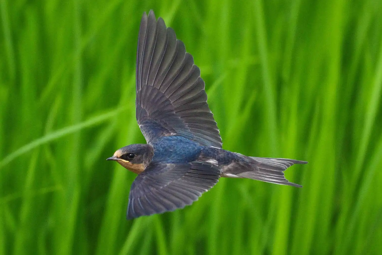 野鳥・ツバメの写真画像