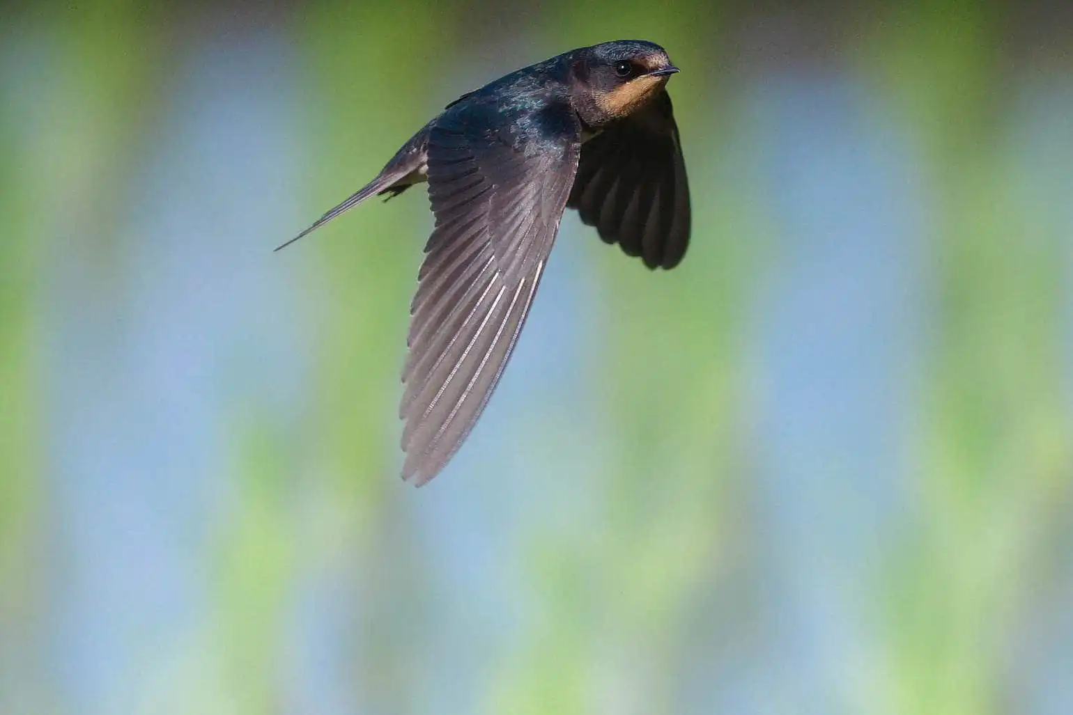 野鳥・ツバメの写真画像