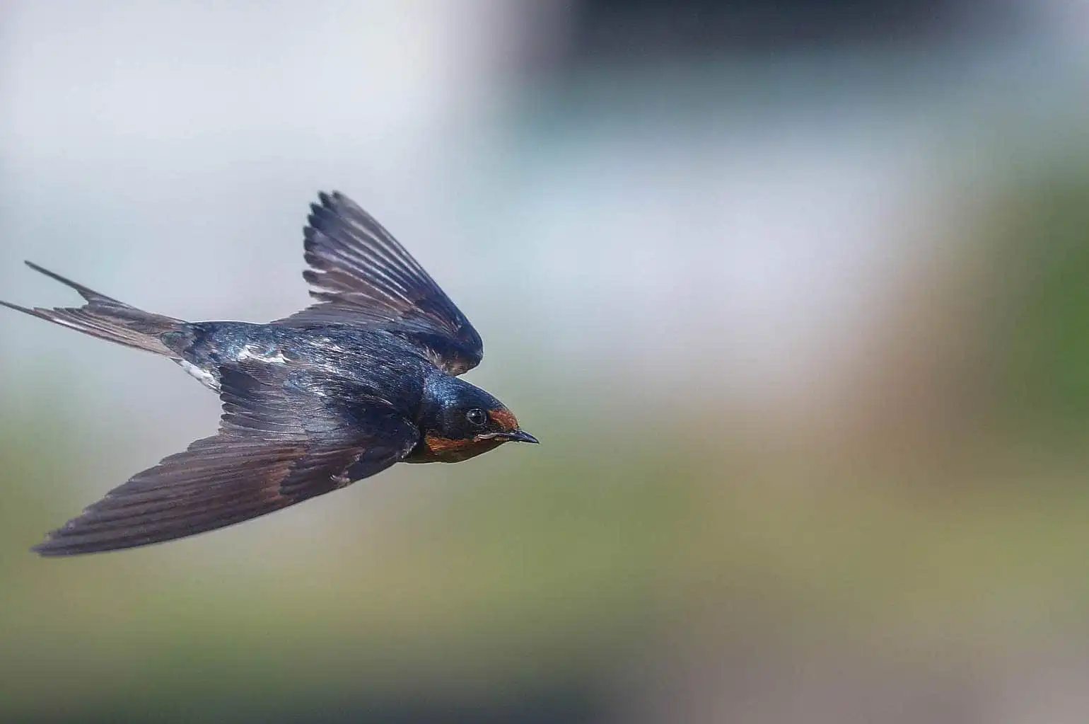 野鳥・ツバメの写真画像