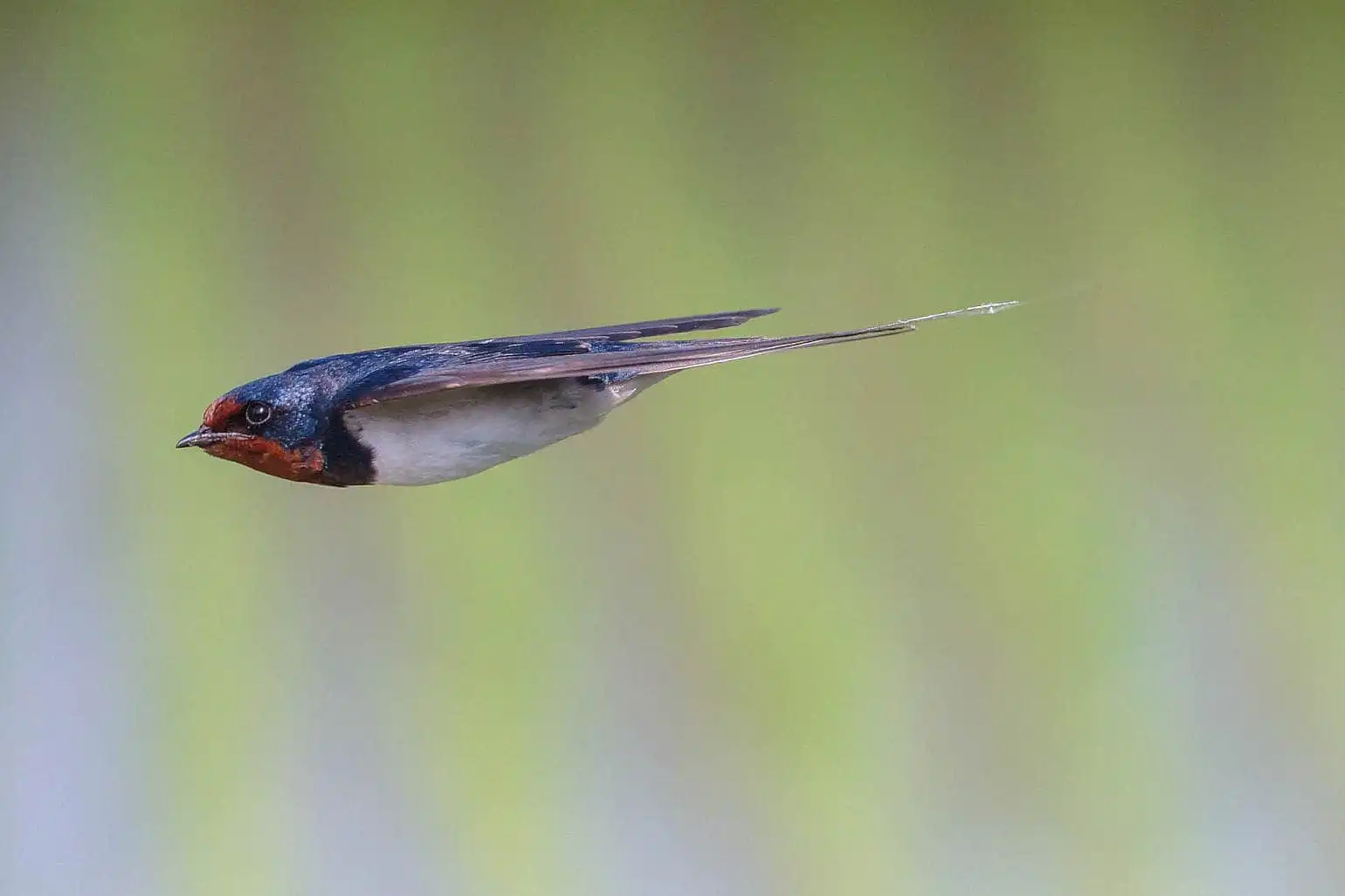 野鳥・ツバメの写真画像