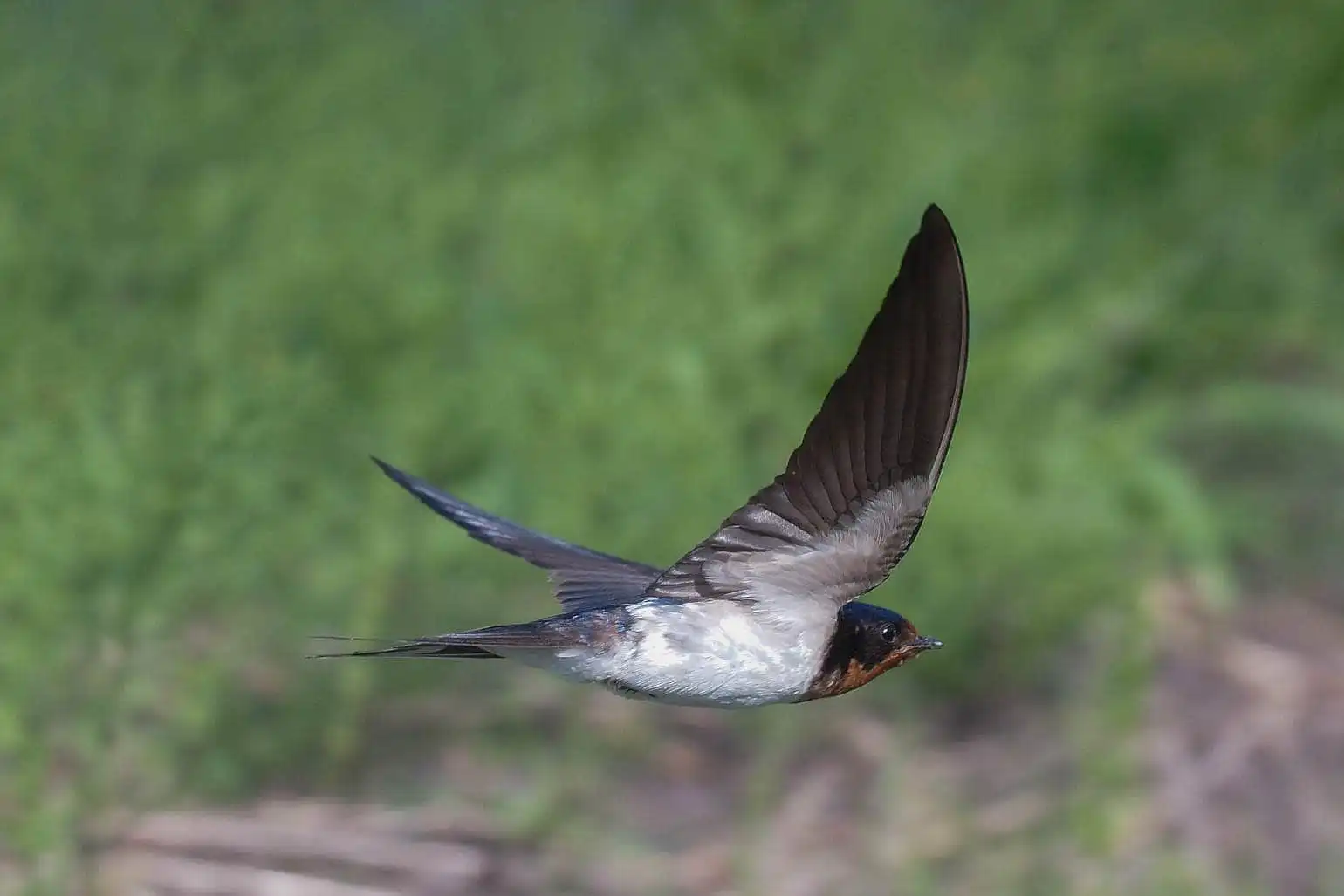 野鳥・ツバメの写真画像