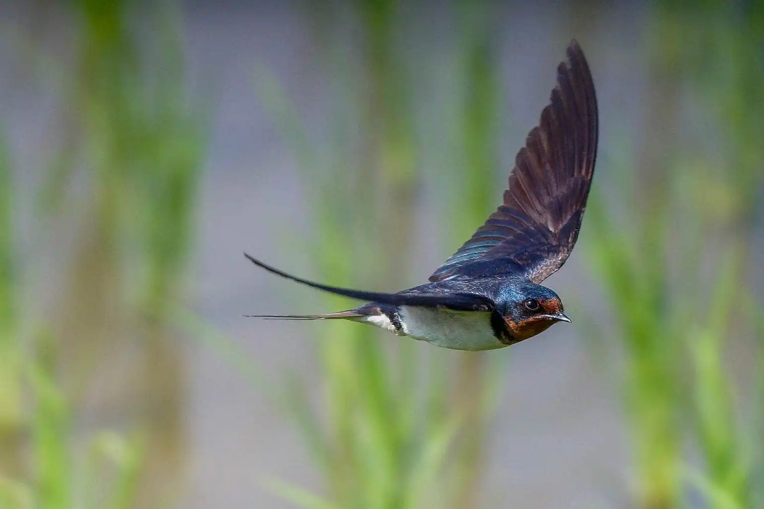 野鳥・ツバメの写真画像