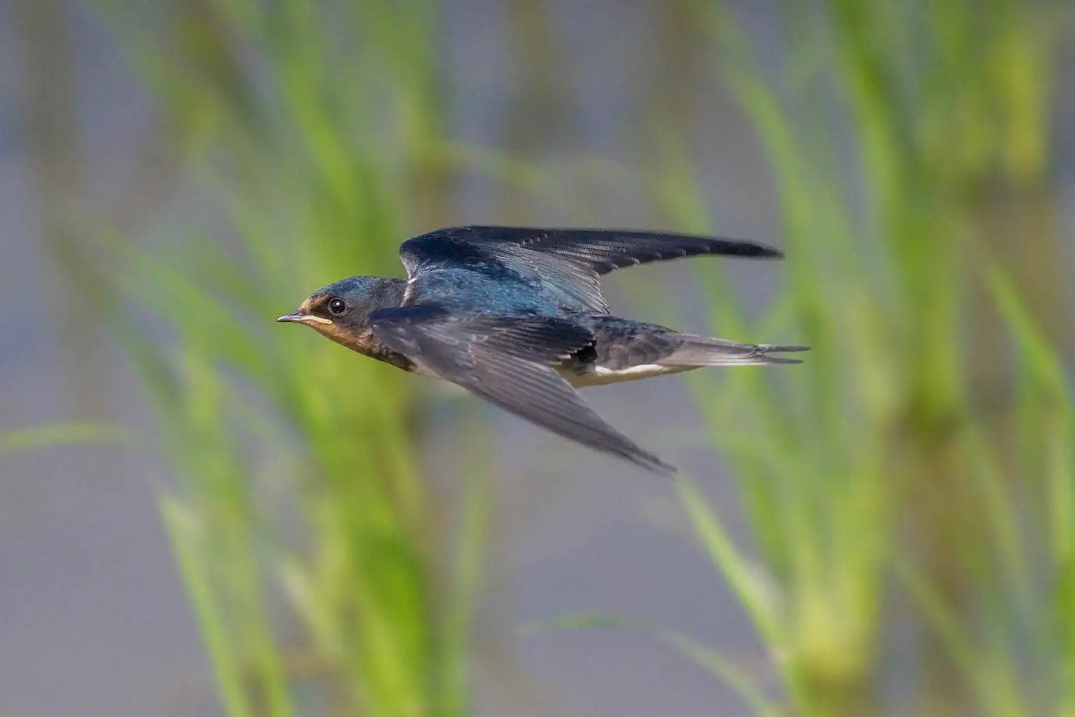 野鳥・ツバメの写真画像
