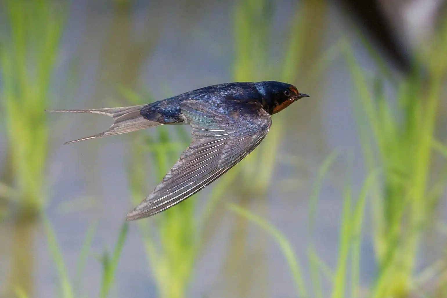 野鳥・ツバメの写真画像