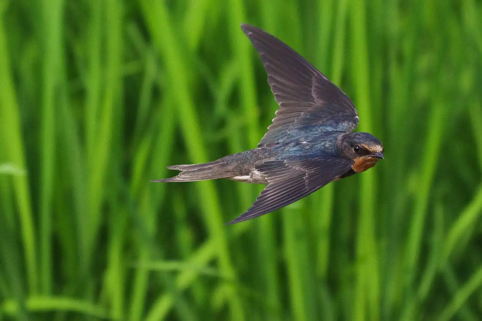 野鳥・ツバメの写真画像
