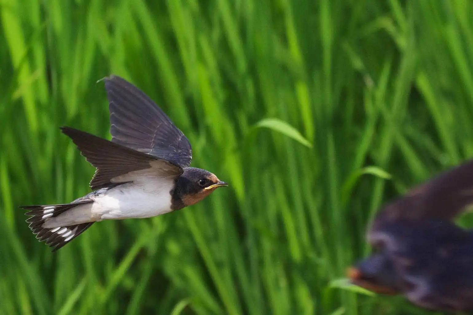 野鳥・ツバメの写真画像