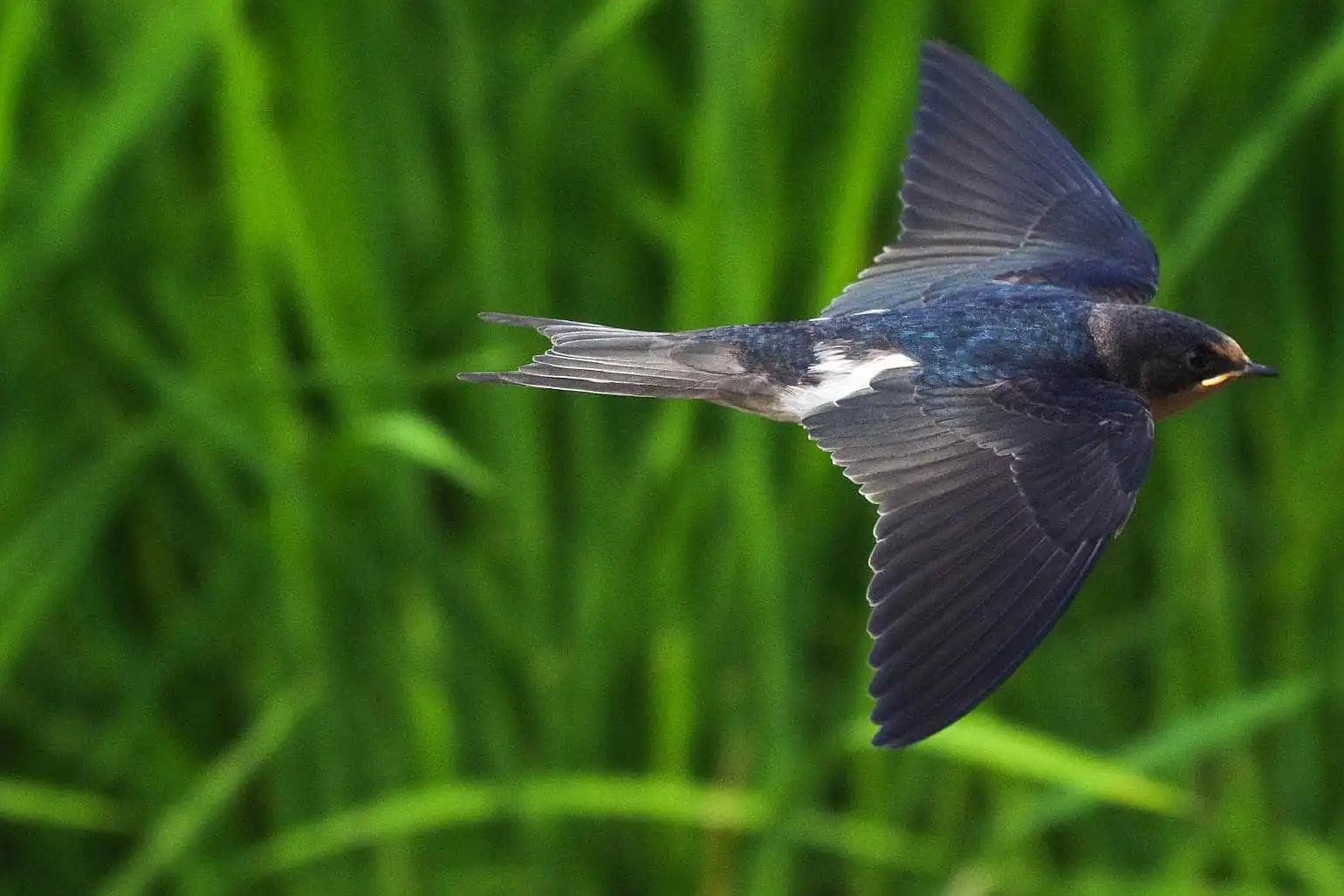 野鳥・ツバメの写真画像