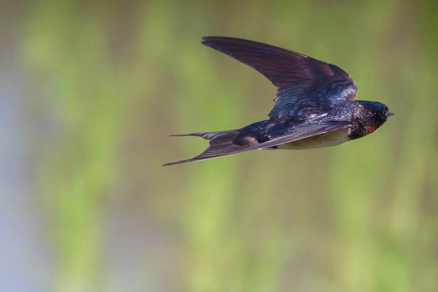 野鳥・ツバメの写真画像