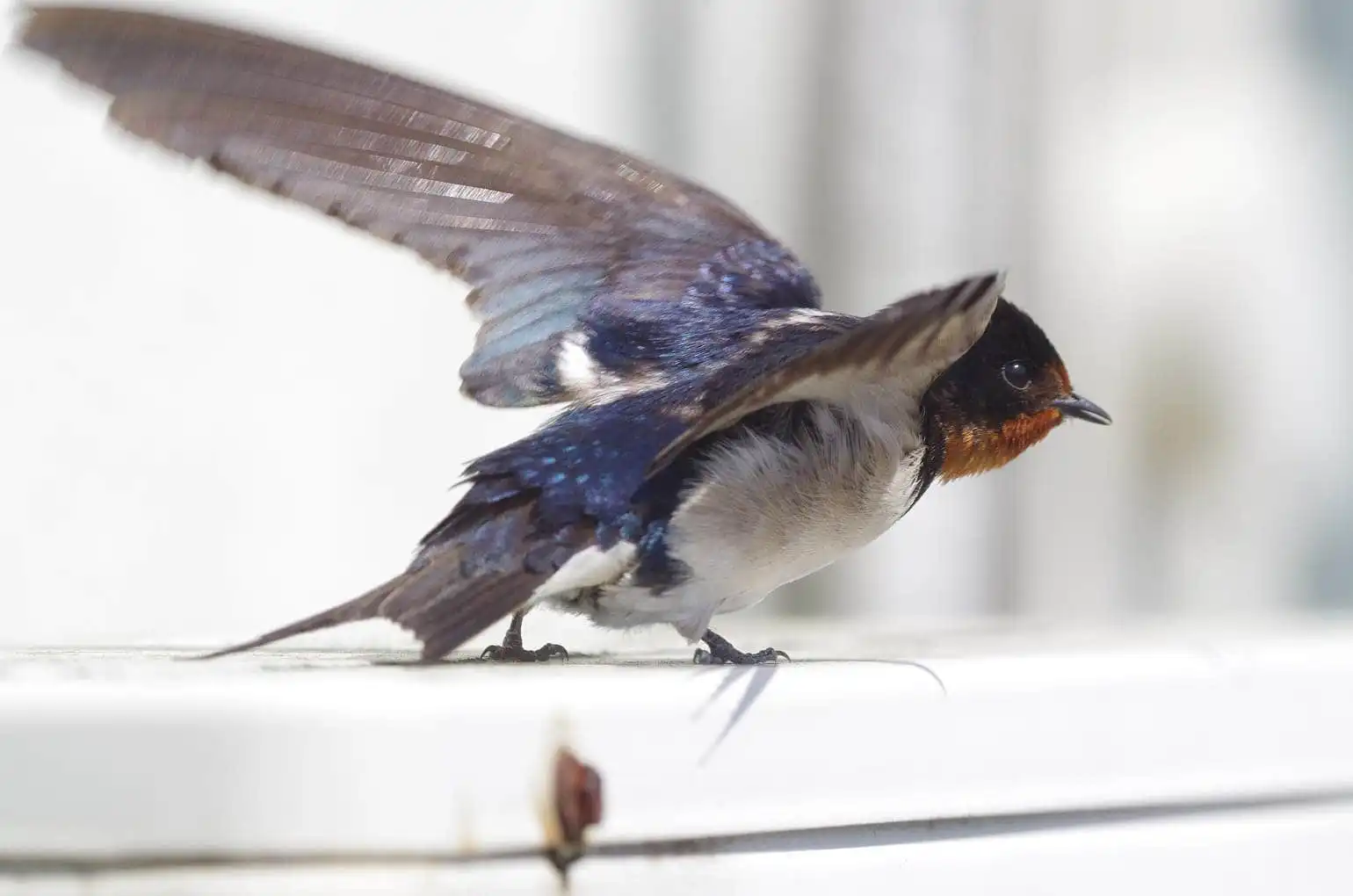 野鳥・ツバメの写真画像