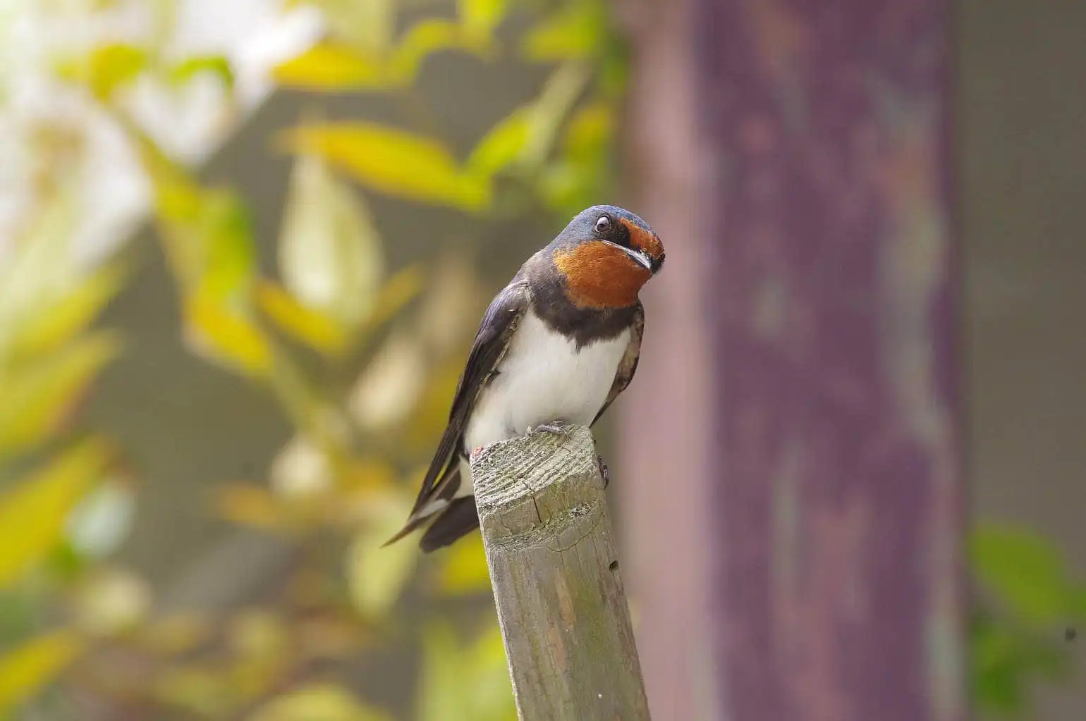 野鳥・ツバメの写真画像