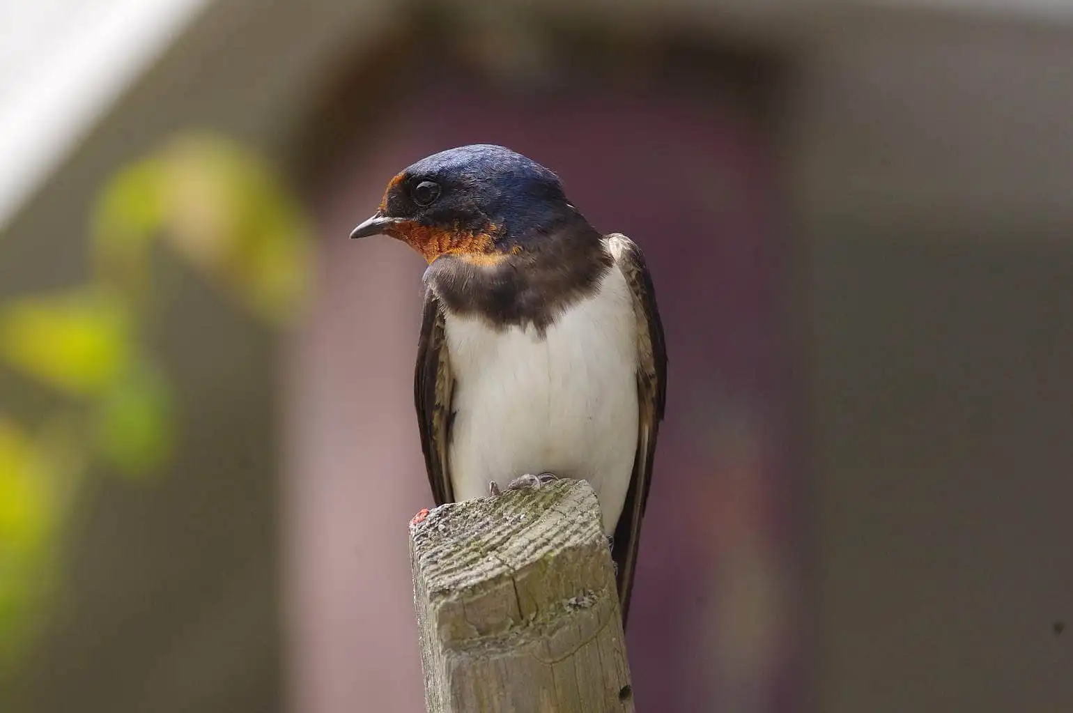 野鳥・ツバメの写真画像