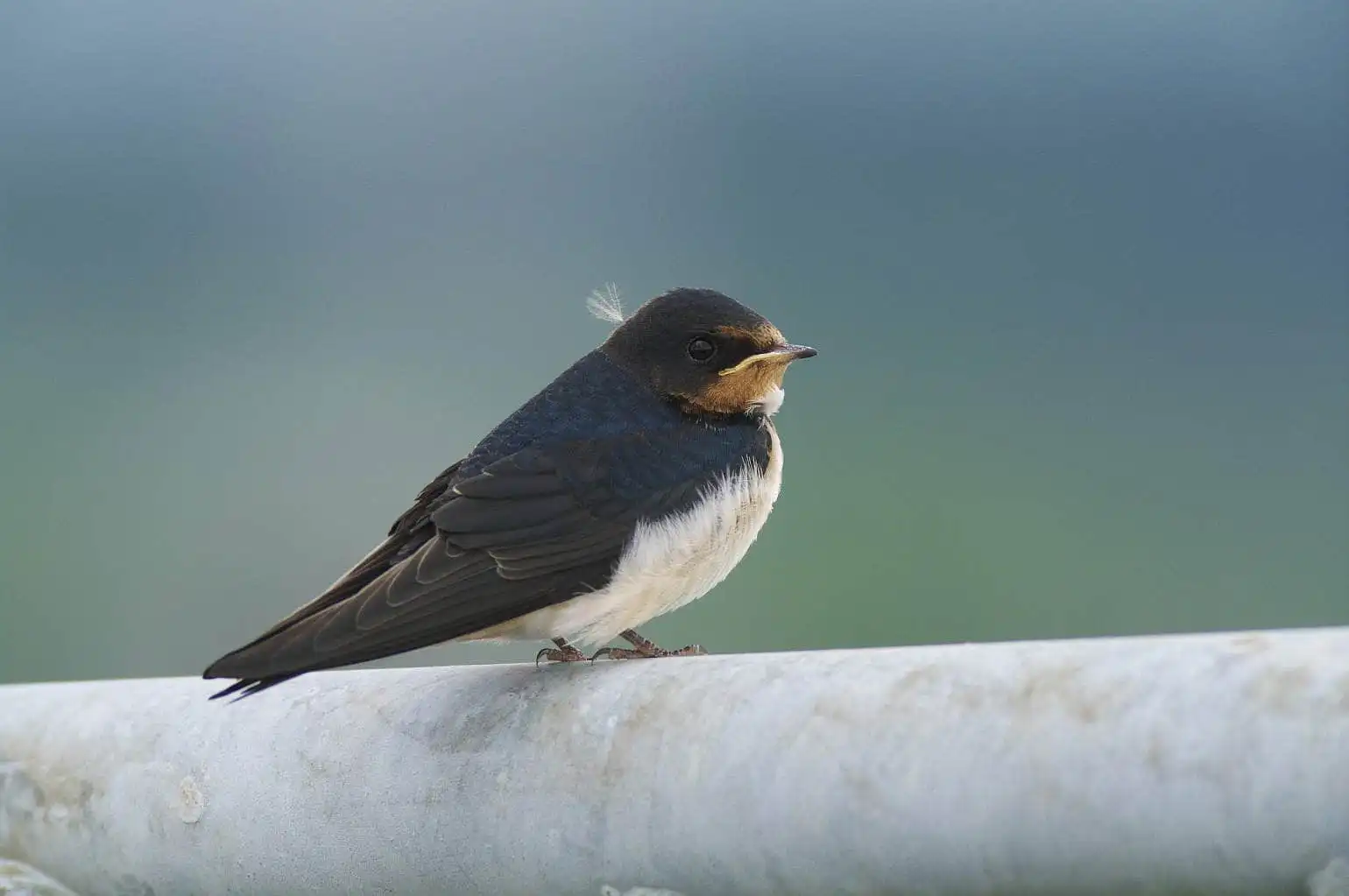 野鳥・ツバメの写真画像