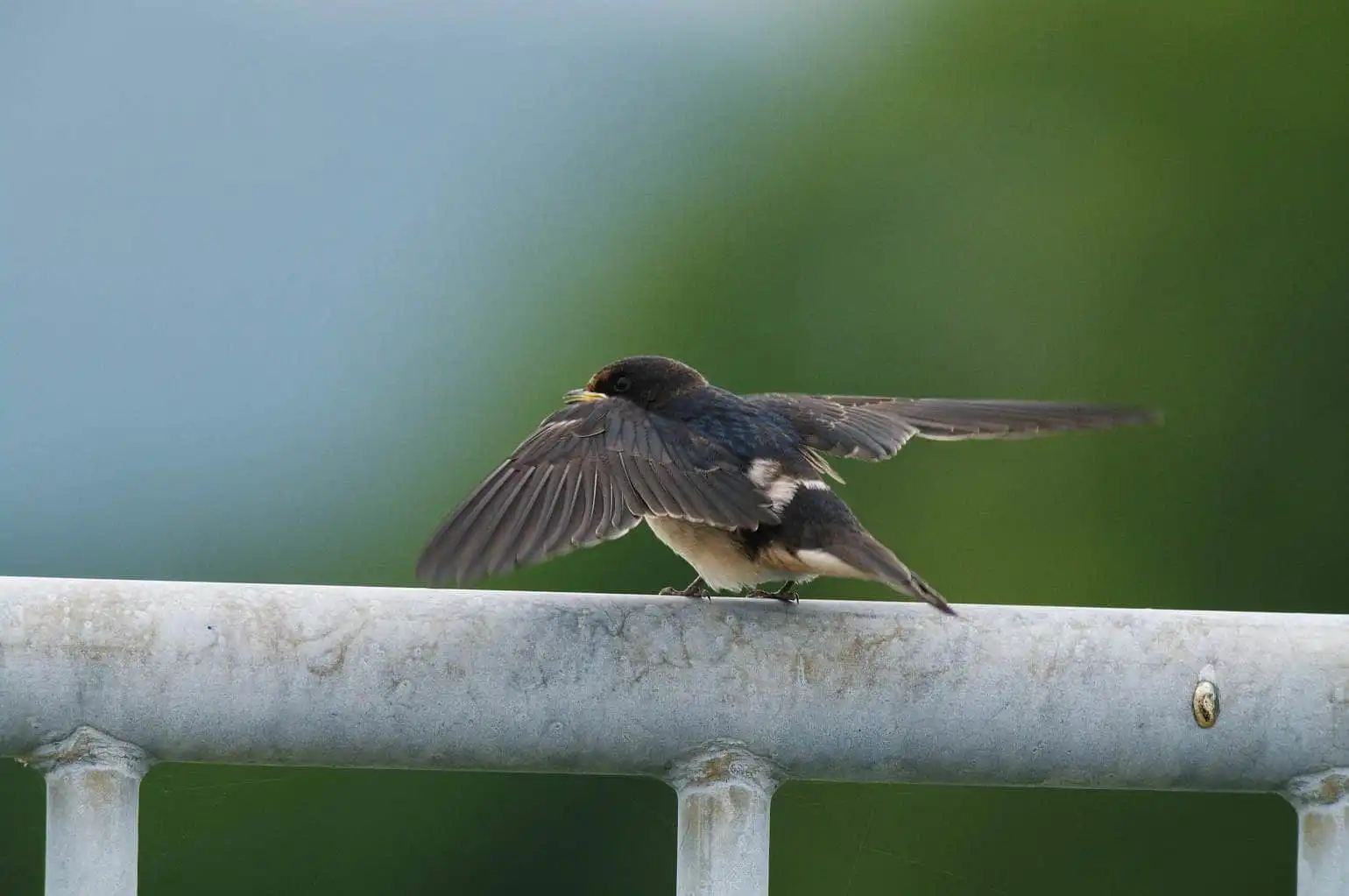 野鳥・ツバメの写真画像